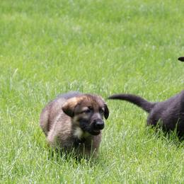 German Shepherd Puppies from Jane Dancosse's German Shepherds