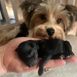 Bryan - Black and gold male Yorkipoo puppy in Calimesa, California from Teakwoodpoodleofsocal