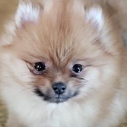 Pomeranians from Epiphany Pomeranians