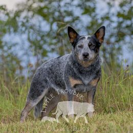 Mazikeen - Australian Cattle Dog
