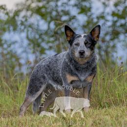 Mazikeen - Australian Cattle Dog