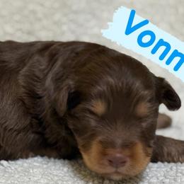 Vonn (Male 2) - Red phantom male Aussiedoodle puppy in South Central, Pennsylvania from Windy Hills Mini Aussies & Doodles