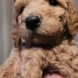 Poodles from Kelly's Poodles