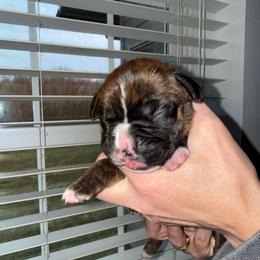Male 3 - Brindle male Boxer puppy in Jamesville, New York from Reynolds Homestead Boxers