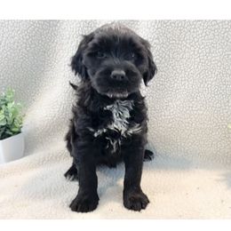 Elsa - Black and white Portuguese Water Dog puppy in Grants Pass, Oregon from Rogue River Portuguese Water Dogs