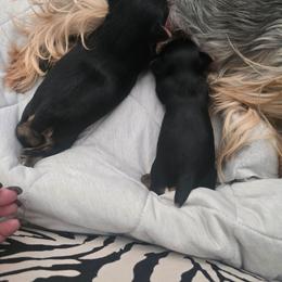 Tiny boy - Black and tan male Yorkshire Terrier puppy in Nitro, West Virginia from Nitro Elite Babydoll Yorkies