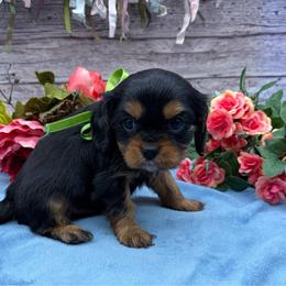 Marty - Black and tan male Cavalier King Charles Spaniel puppy in Crawford, Tennessee from Lilly Lane Spaniels