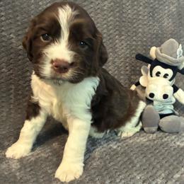 Clarabelle - White and liver female English Springer Spaniel puppy in Hudson, Michigan from Picky’s Puppies