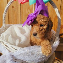 Goldendoodle Puppies from Heavenly Goldendoodles