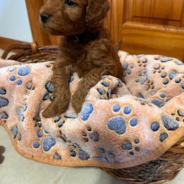Bridget - Red  female Goldendoodle puppy in Conklin, Michigan from Lake Michigan Couture Cavapoos & Cockapoos