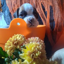 Girl 1 - Fawn female Boxer puppy in Pikeville, Kentucky from Boxers of Whispered Wishes