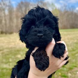 Midnight - Black female Cockapoo puppy in Liberty, Kentucky from Kentucky Cockapoos