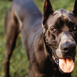Great Danes from BLUE STEAL DANES