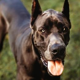 Great Danes from BLUE STEAL DANES