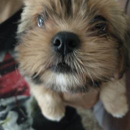 Lhasa Apso Puppies from Lauren McGlynn's Lhasa Apso Puppies