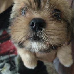 Lhasa Apso Puppies from Lauren McGlynn's Lhasa Apso Puppies