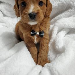 Cavapoo, Maltese, Maltipoo, and Poodle Puppies from Mt.BakerPoodles&Doodles