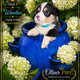 Boy 1 - Black and tan male Pembroke Welsh Corgi puppy in Chesterton, Indiana from Oliver Pembroke Welsh Corgis