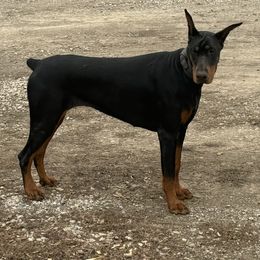 Nevaeh - Doberman Pinscher