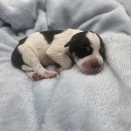 Dembe - Parti male Miniature Schnauzer puppy in Crosby, Texas from Raisin' the Woof Schnauzers
