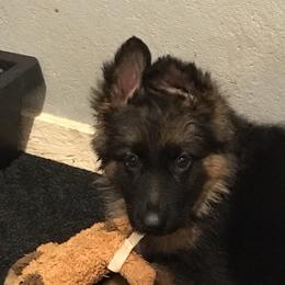 German Shepherd Puppies from Chapel Hill Shepherds