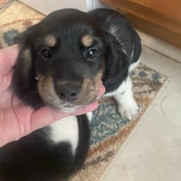 Angel - Piebald female Dachshund puppy in Mountain Home, Idaho from Desert Wind Dachshunds