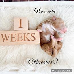 Blossom - Red  female Goldendoodle puppy in from Pink Poodles and Doodles