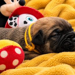 Stout Dark Coated Male - Brown male Boerboel puppy in Mansfield, Texas from Dynasty Blue Ridge Boerboel