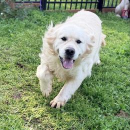 Boz - Golden Retriever