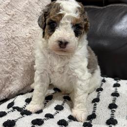 Kenny - Blue merle male Aussiedoodle puppy in Heber City, Utah from Junipersdoodles