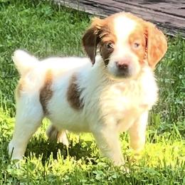 Sage girl 4 - White and orange female Brittany puppy in Floyd Knobs, Indiana from Cross Creek Brittanys