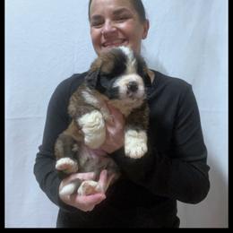 Orange - Mahogany and white male Saint Bernard puppy in New Philadelphia, Ohio from Fletchers Saints