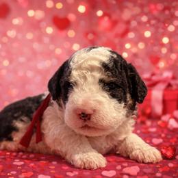 Garnet - Black and white male Sheepadoodle puppy in Inman, South Carolina from Mossy Doodles LLC