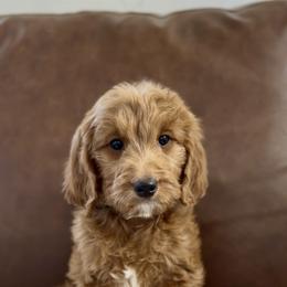 Light blue - Red  male Goldendoodle puppy in St George, Utah from Doodle Bears of Southern Utah