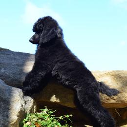 Poodle Puppies from D and D Standard Poodles