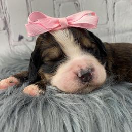 American Eskimo Dog and Bernedoodle Puppies from Shadow Kennels