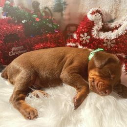 Green collar male - Red and rust male Doberman Pinscher puppy in Madison, Indiana from Jensen Dobermans and Dachshunds