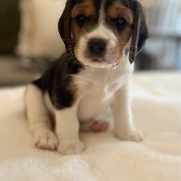 Twinkle - Black tan and white female Beagle puppy in Brownsboro, Texas from Willow Bark Beagles
