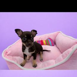 Mochi bear - Chocolate and white female Chihuahua puppy in Smyrna, Georgia from GeorgiasChihuahuas