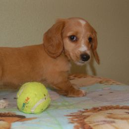 Dachshunds from PrairieHill Dachshunds