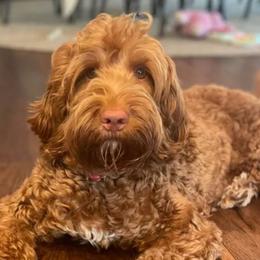 Hazel - Australian Labradoodle
