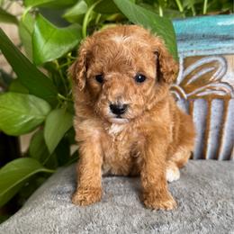 Wasabi - Apricot female Poodle puppy in Los Angeles, California from Exquisite Doodles