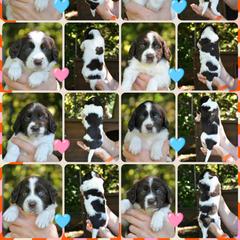 Drentsche Patrijshond and Spinone Italiano Puppies from Two Gun Kennels