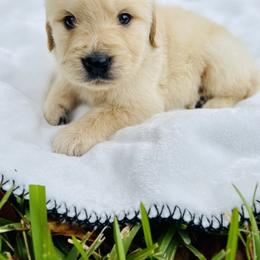 Golden Retriever Puppies from All shades Golden
