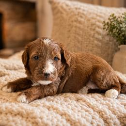 Savannah - Red  female Goldendoodle puppy in Floyd, Virginia from Hearts and Paws Poodles and Doodles