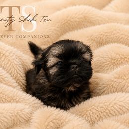 Kingston Kouture - Sable male Shih Tzu puppy in Trinity, North Carolina from Trinity Shih Tzu