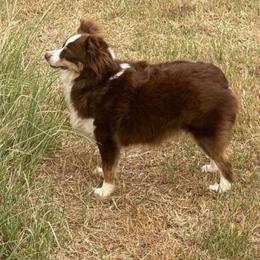 Poppy - Toy Australian Shepherd