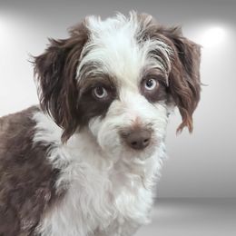 Daisy - Aussiedoodle
