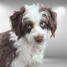Daisy - Aussiedoodle