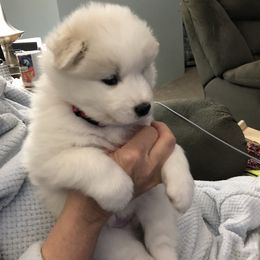Samoyed Puppies from Calista Samoyeds